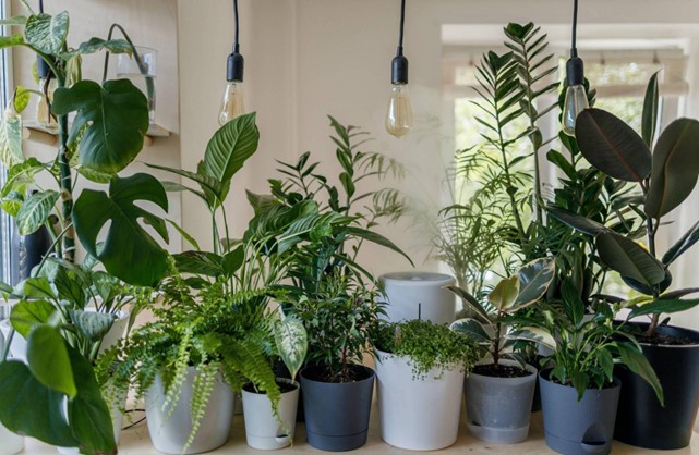 different varieties of potted houseplants
