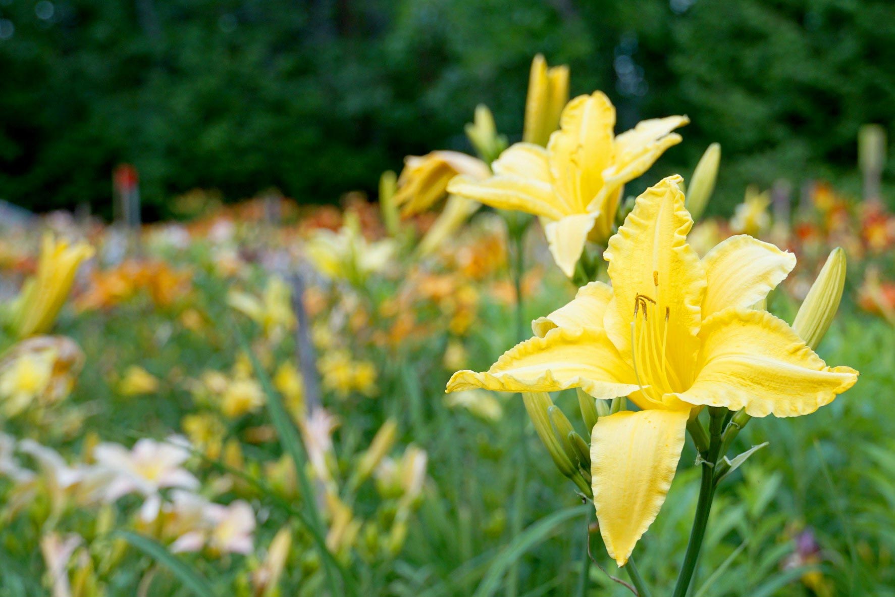 Montana-perennial-flowers