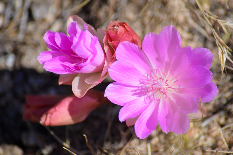 Perennial-flowers-drought-tolerant