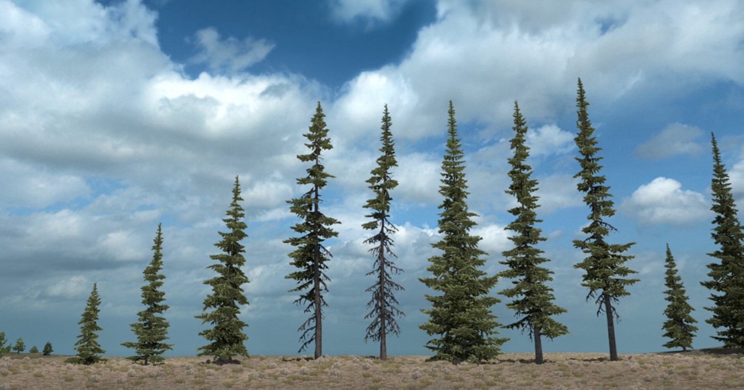 Big-Fork-Subalpine-Fir