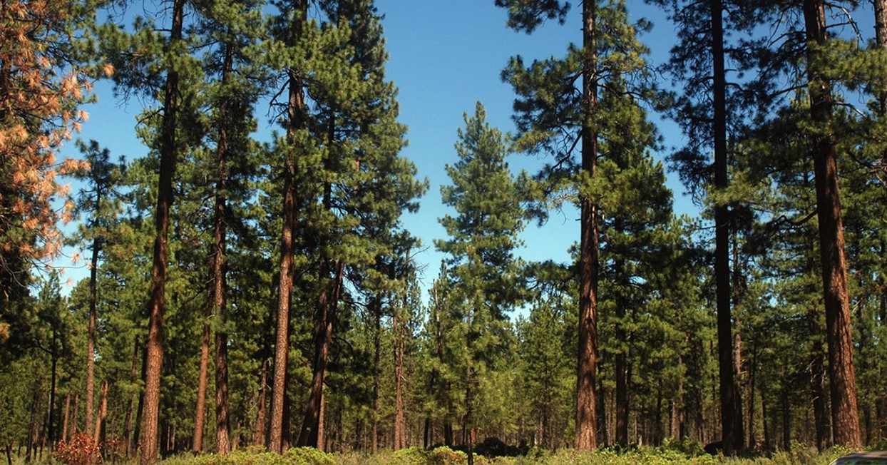 Kalispell-Ponderosa-Pine