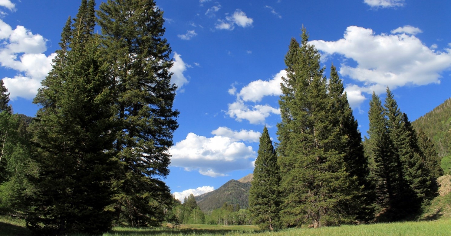 Lakeside-Engelmann-Spruce