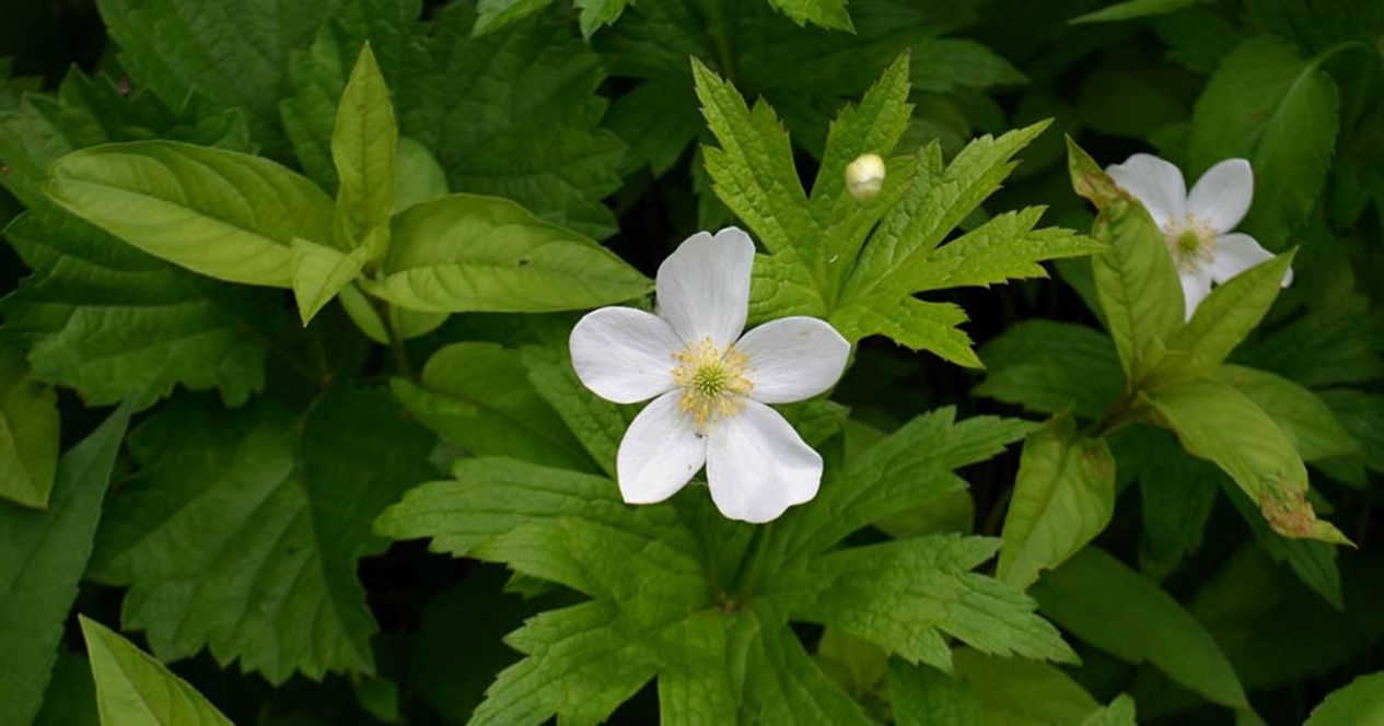 Lakeside-Meadow-Anemone