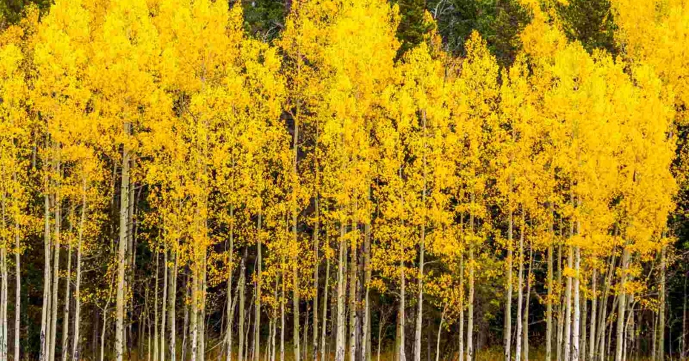 Local-Aspen