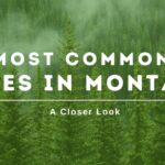 Local-Montana-trees