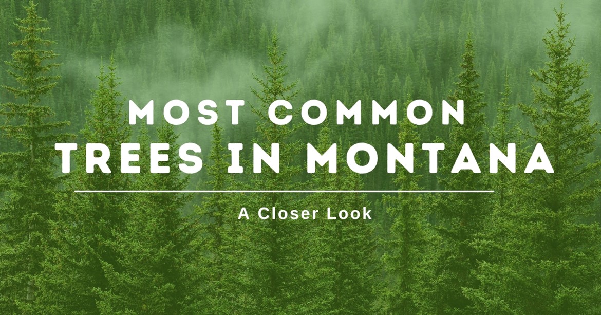Local-Montana-trees