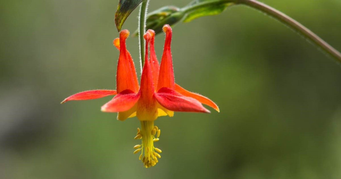 Montana-Western-Columbine