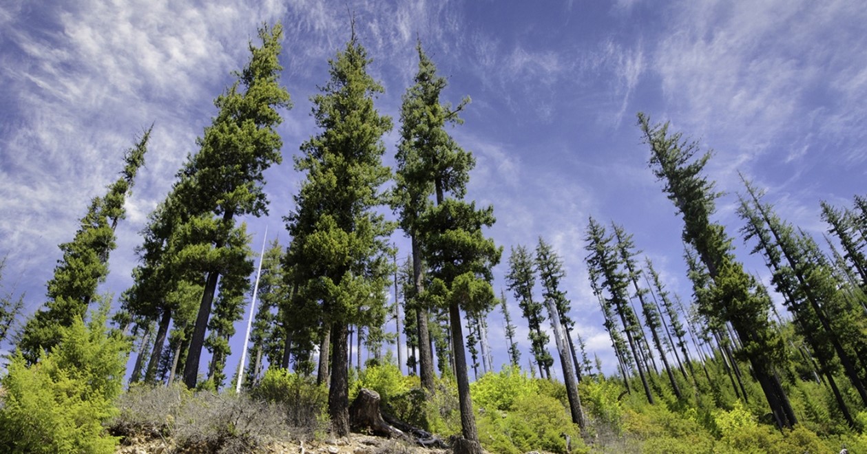 Whitefish-Douglas-Fir