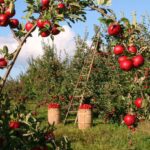 Dwarf-fruit-trees