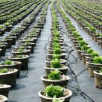 Best-Nurseries-in-Waukesha